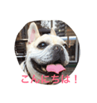 I am Leon of French bulldog（個別スタンプ：5）