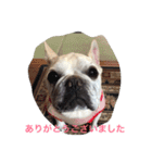 I am Leon of French bulldog（個別スタンプ：10）