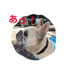 I am Leon of French bulldog（個別スタンプ：11）