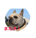 I am Leon of French bulldog（個別スタンプ：12）