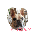 I am Leon of French bulldog（個別スタンプ：13）