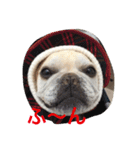 I am Leon of French bulldog（個別スタンプ：14）