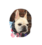 I am Leon of French bulldog（個別スタンプ：15）