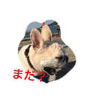 I am Leon of French bulldog（個別スタンプ：16）