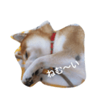 chachamaru_me（個別スタンプ：1）
