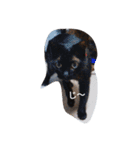 chachamaru_me（個別スタンプ：5）