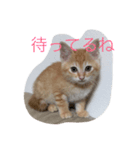 茶々ちゃまの日常（個別スタンプ：2）