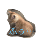 茶々ちゃまの日常（個別スタンプ：6）