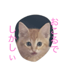 茶々ちゃまの日常（個別スタンプ：8）