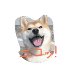 kikuchandesse（個別スタンプ：1）