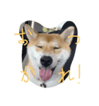 kikuchandesse（個別スタンプ：3）