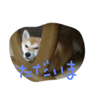 kikuchandesse（個別スタンプ：6）