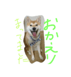 kikuchandesse（個別スタンプ：7）