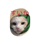 我が家の猫共（個別スタンプ：3）