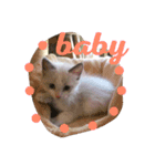 我が家の猫共（個別スタンプ：4）