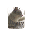 我が家の猫共（個別スタンプ：6）