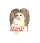 我が家の猫共（個別スタンプ：8）