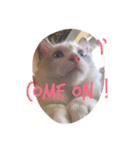 我が家の猫共（個別スタンプ：9）
