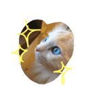 我が家の猫共（個別スタンプ：10）