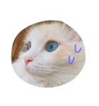 我が家の猫共（個別スタンプ：12）