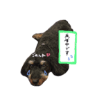 マルックスのくあとのあ（個別スタンプ：5）