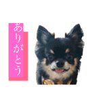 可愛いれくちゃんスタンプ（個別スタンプ：1）