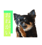 可愛いれくちゃんスタンプ（個別スタンプ：2）