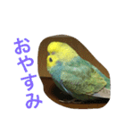 インコの仲間達Z（個別スタンプ：3）