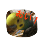 インコの仲間達Z（個別スタンプ：23）