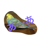 インコの仲間達Z（個別スタンプ：26）