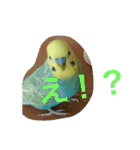 インコの仲間達Z（個別スタンプ：27）