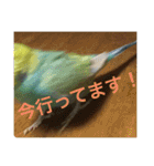 インコの仲間達Z（個別スタンプ：37）