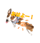 ジャックラッセルテリアの一朗（個別スタンプ：1）