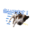 ジャックラッセルテリアの一朗（個別スタンプ：3）