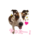 ジャックラッセルテリアの一朗（個別スタンプ：4）
