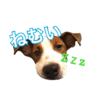 ジャックラッセルテリアの一朗（個別スタンプ：5）