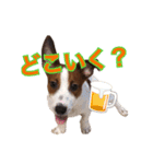 ジャックラッセルテリアの一朗（個別スタンプ：13）