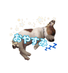ジャックラッセルテリアの一朗（個別スタンプ：15）