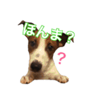ジャックラッセルテリアの一朗（個別スタンプ：19）