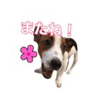 ジャックラッセルテリアの一朗（個別スタンプ：20）