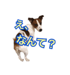 ジャックラッセルテリアの一朗（個別スタンプ：22）