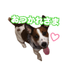 ジャックラッセルテリアの一朗（個別スタンプ：23）