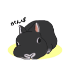 うさぎのみょんみょん（個別スタンプ：17）