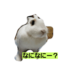 fuku of rabbit2（個別スタンプ：1）