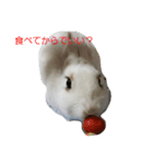 fuku of rabbit2（個別スタンプ：3）
