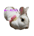 fuku of rabbit2（個別スタンプ：4）