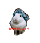 fuku of rabbit2（個別スタンプ：5）