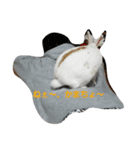 fuku of rabbit2（個別スタンプ：6）