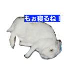 fuku of rabbit2（個別スタンプ：7）