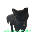 SHAMALO☆おてんば黒猫アニスちゃん①（個別スタンプ：1）